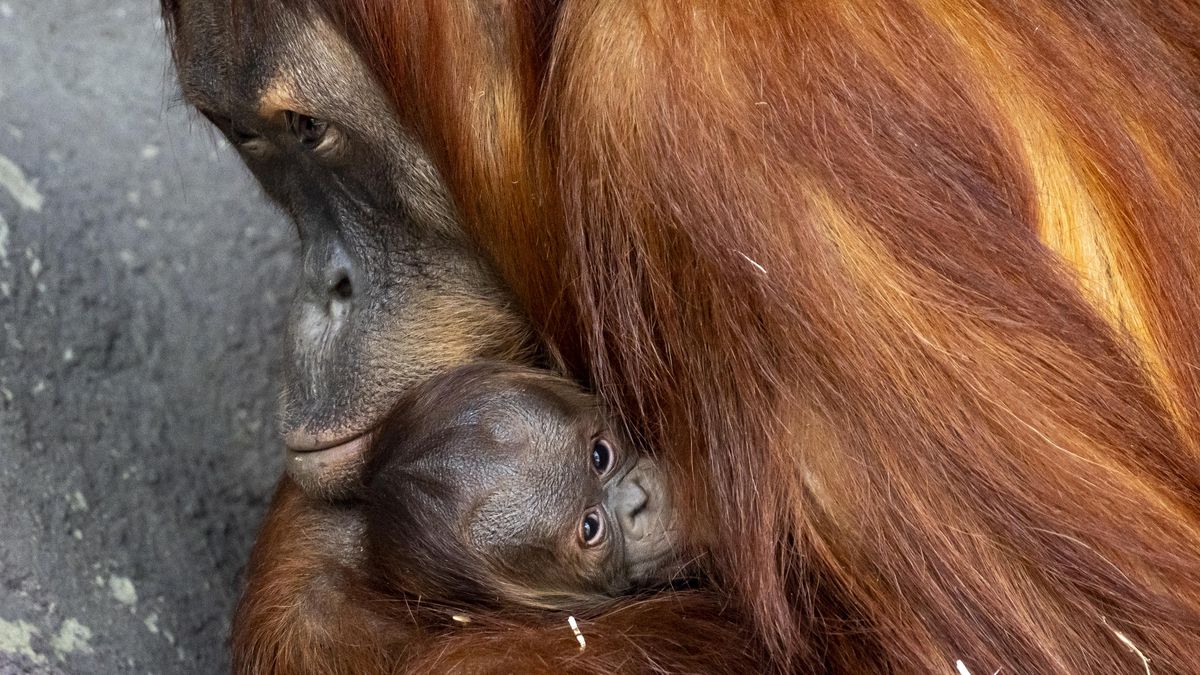 FOTO: Čerstvě narozený orangutan v pražské zoo se má k světu